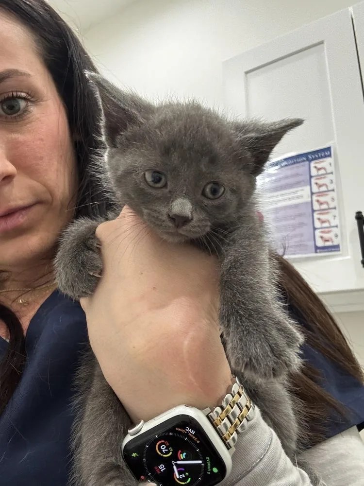 A baby small-sized female Gray / Blue / Silver Domestic Short Hair cat named Serena Minnie's Litter for adoption in Brewster , NY