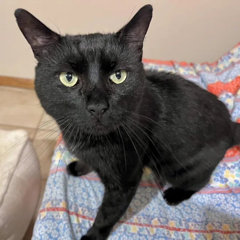 An adult large-sized male Black Domestic Short Hair cat named Marcus for adoption in Middle Village, NY