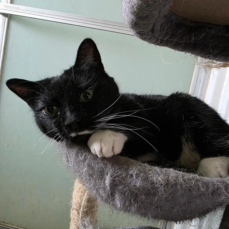 A senior small-sized female Black Domestic Short Hair cat named Miss Fancy Pants for adoption in Grantsville, UT