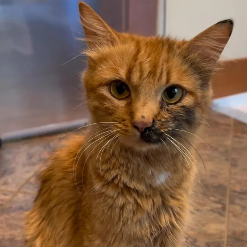 An adult medium-sized female Domestic Medium Hair cat named Beebee for adoption in Milwaukee, WI