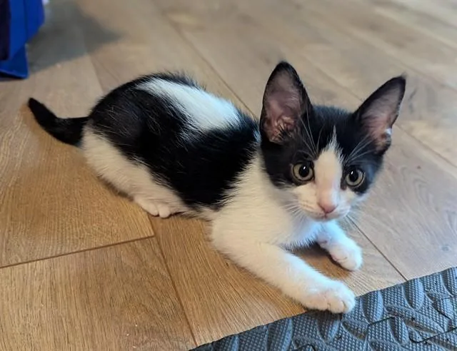 A baby small-sized female Domestic Short Hair cat named Bug for adoption in Tallahassee, FL