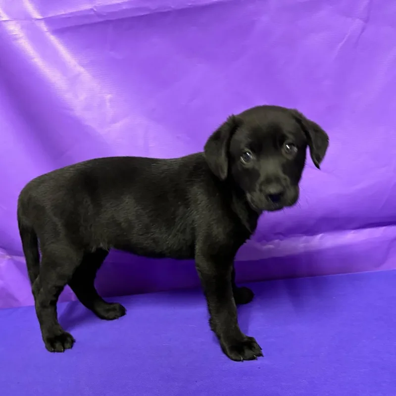 A baby large-sized female Black Yellow Labrador Retriever dog named Rebecca for adoption in North Myrtle Beach, SC