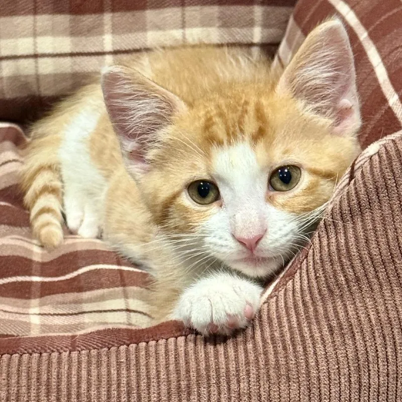 A baby small-sized male Orange / Red Domestic Short Hair cat named Archie for adoption in Houston, TX