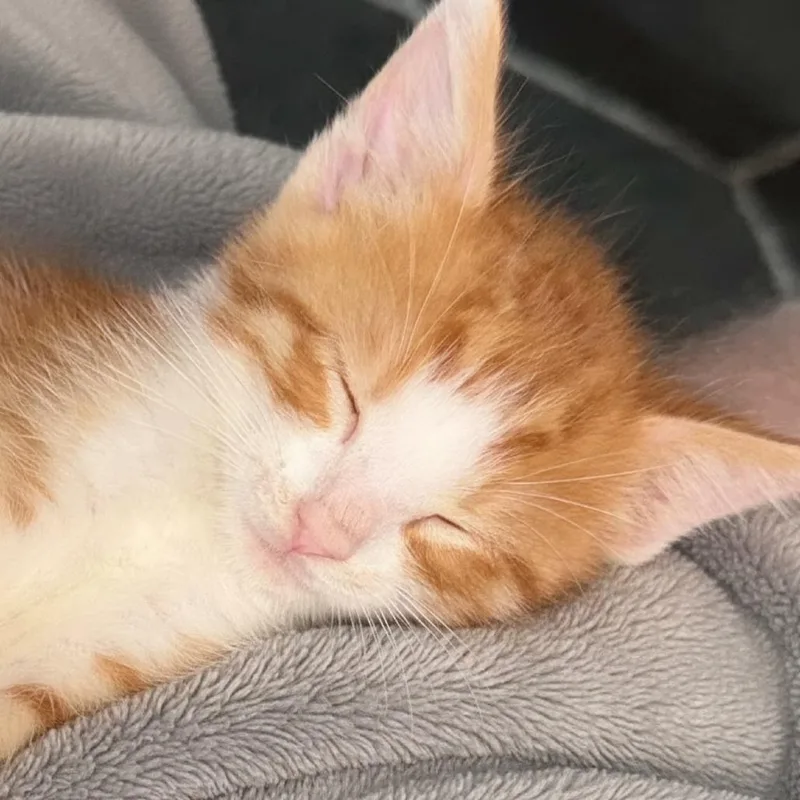 Archie thumbnail 3