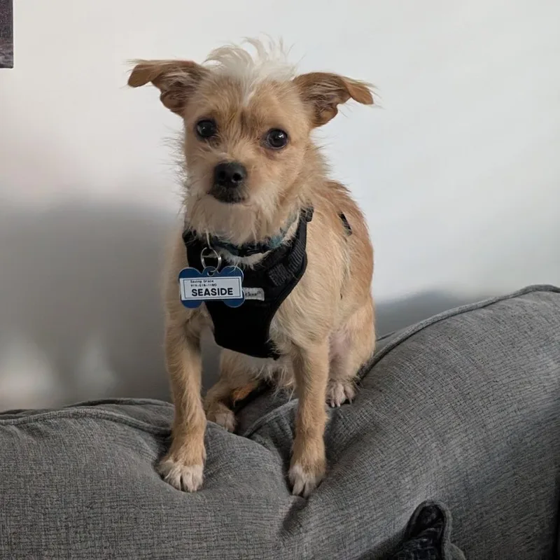 A young small-sized male Yellow / Tan / Blond / Fawn Terrier dog named Seaside for adoption in Wake Forest, NC