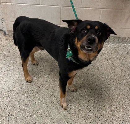 An adult large-sized male Black Mixed Breed dog named Ridley for adoption in Kansas City, MO