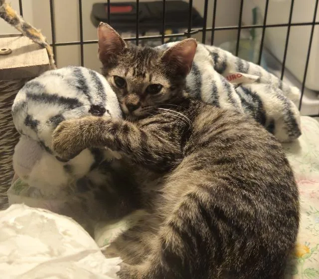 A baby medium-sized female Domestic Short Hair cat named Skittles for adoption in New Braunfels, TX