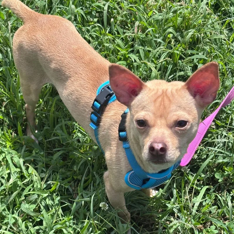 Dodger