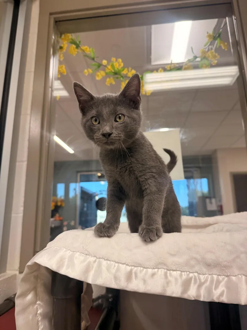 A young small-sized male Gray / Blue / Silver Domestic Short Hair cat named Gandalf for adoption in Fayetteville, AR
