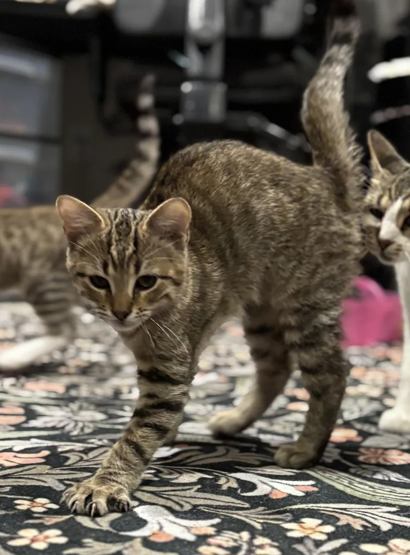 A baby medium-sized male Tabby (Brown / Chocolate) Domestic Short Hair cat named Oliver for adoption in Schertz, TX