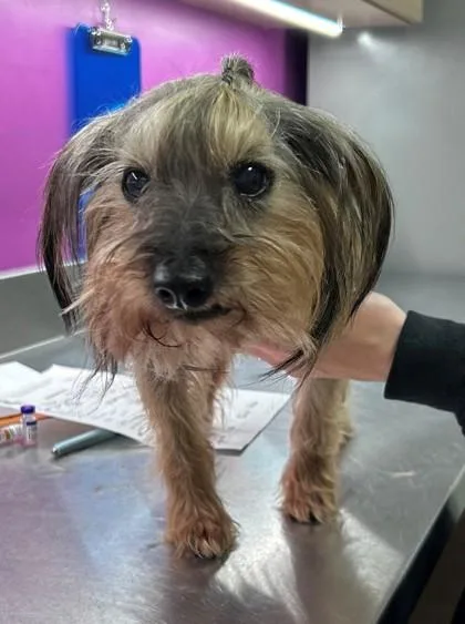 A senior small-sized male Black Yorkshire Terrier dog named Corky for adoption in Downers Grove, IL