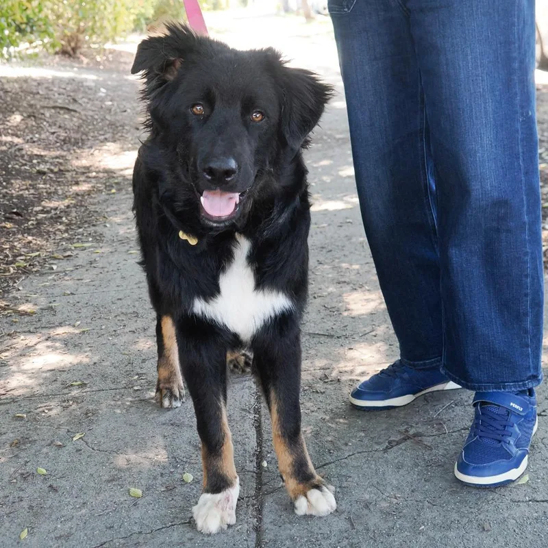 A young large-sized male Black Bernese Mountain Dog dog named Andes for adoption in Point Richmond, CA
