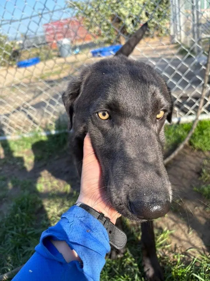 An adult medium-sized male Labrador Retriever dog named Bobby for adoption in San Diego, CA