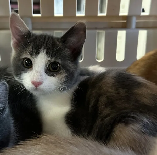 A young medium-sized female Domestic Medium Hair cat named Cora for adoption in Napa, CA