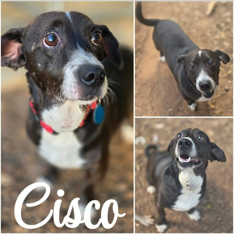 Cisco thumbnail 4