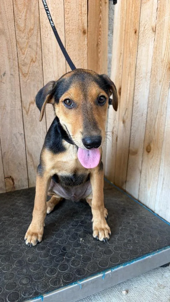 A baby medium-sized male Shepherd dog named Fredo for adoption in Missouri City, TX