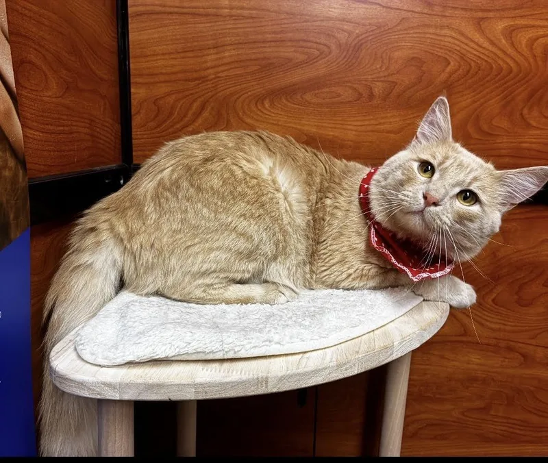 A young medium-sized male Tabby (Orange / Red) Domestic Short Hair cat named Milo for adoption in Long Beach, NY