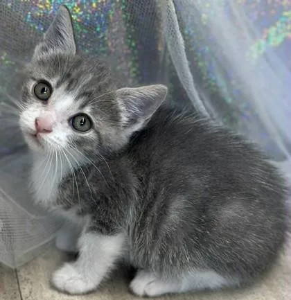 An adult small-sized female Domestic Short Hair cat named Summer for adoption in Shreveport, LA