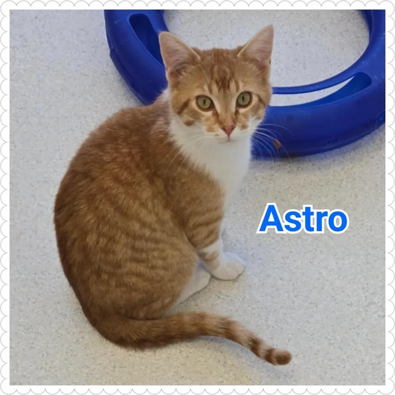 A baby medium-sized male Domestic Short Hair cat named Astro for adoption in North Saint Paul, MN