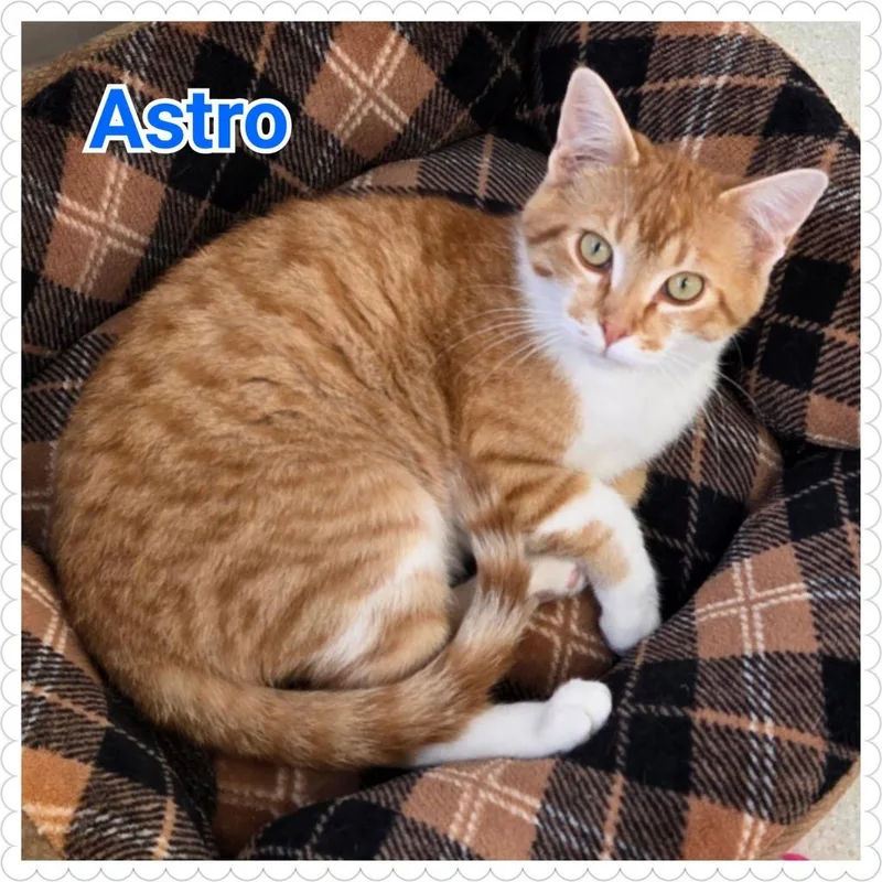 Astro thumbnail 3