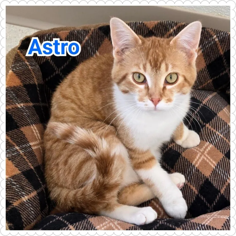 Astro thumbnail 4