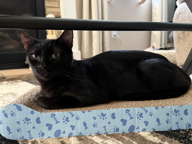 A young medium-sized female Domestic Short Hair cat named Cheremoya for adoption in Fort Lupton, CO