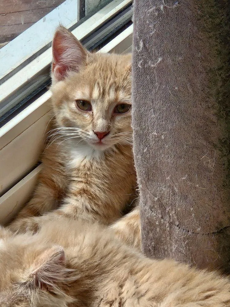 A baby medium-sized male Buff / Tan / Fawn Domestic Short Hair cat named Nugget for adoption in Barrington, IL