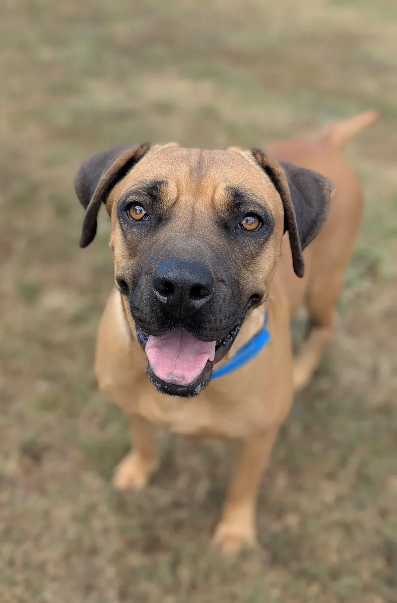 A young large-sized female Bicolor Boxer dog named Colette for adoption in Leesburg, AL