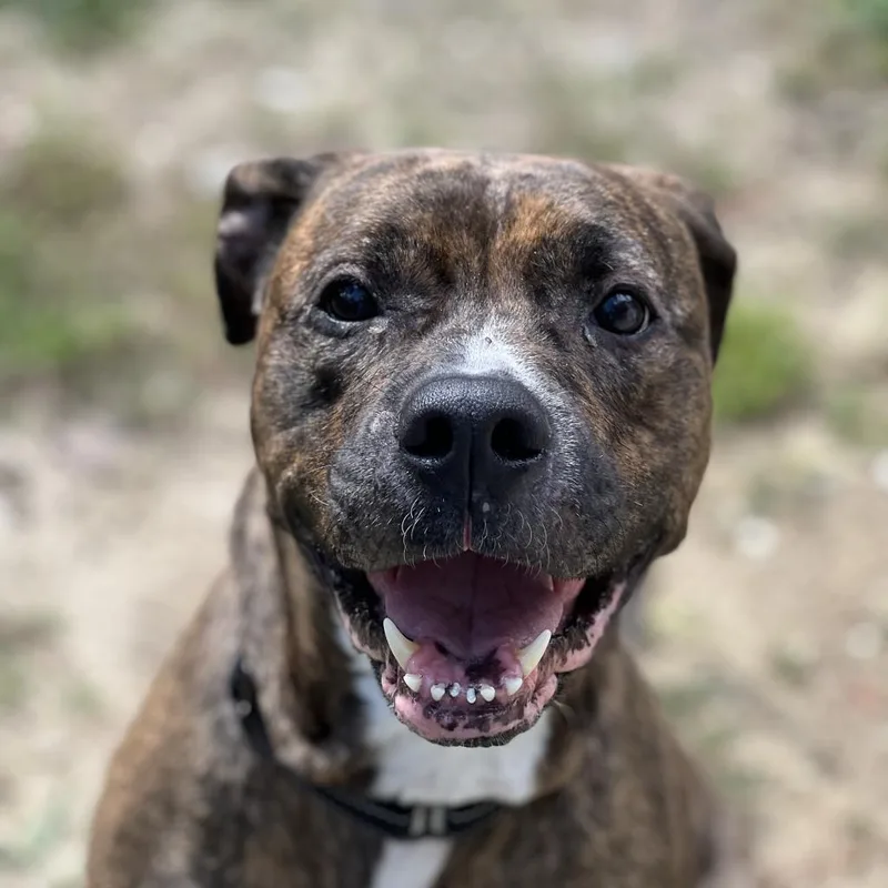 A senior medium-sized female Brindle Mixed Breed dog named Sasha for adoption in Naples, FL