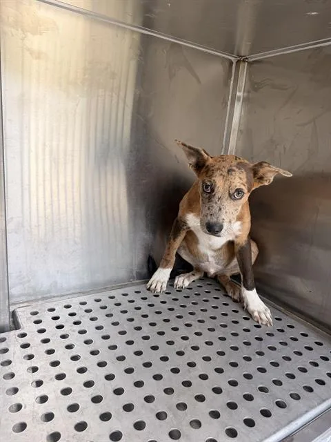 A baby small-sized male Mixed Breed dog named Tray for adoption in Dallas, TX
