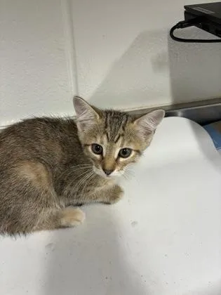 A young small-sized female Domestic Short Hair cat named Julia for adoption in Daphne, AL