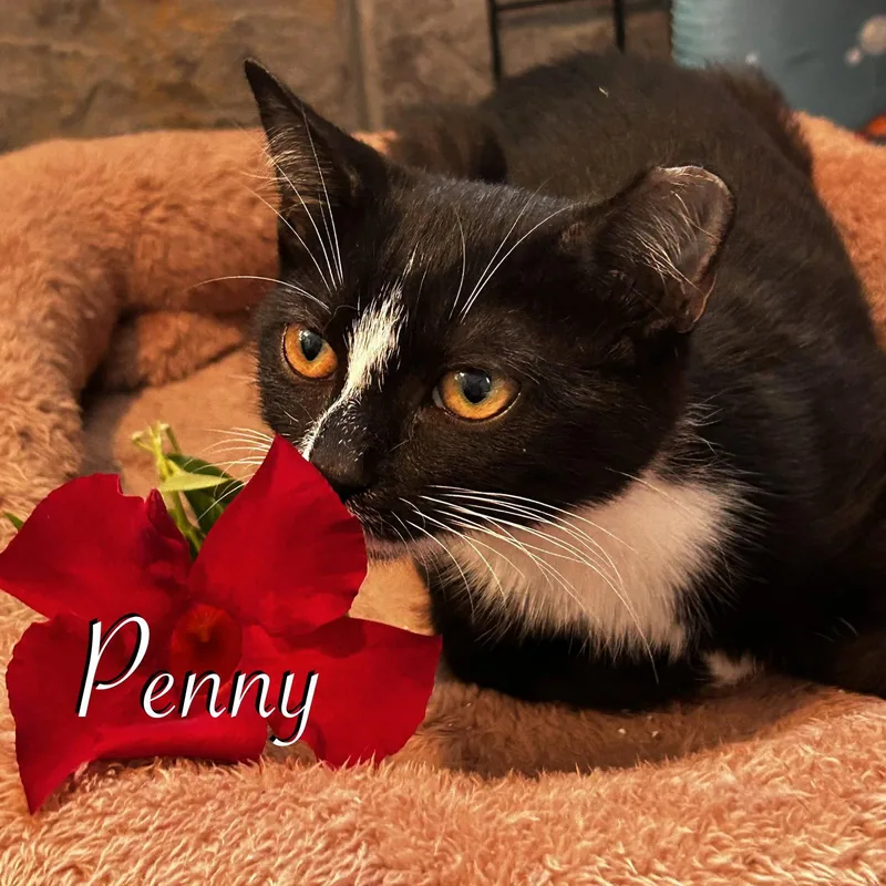 A young medium-sized female Domestic Short Hair cat named Penny for adoption in Spring Lake, NJ