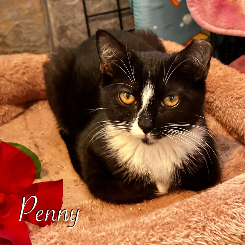 Penny thumbnail 2