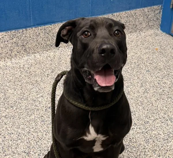 A young small-sized male Pit Bull Terrier dog named Blue for adoption in Golden, CO