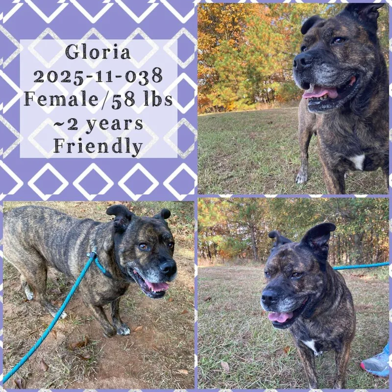 A young medium-sized female Labrador Retriever dog named Gloria for adoption in Winder, GA