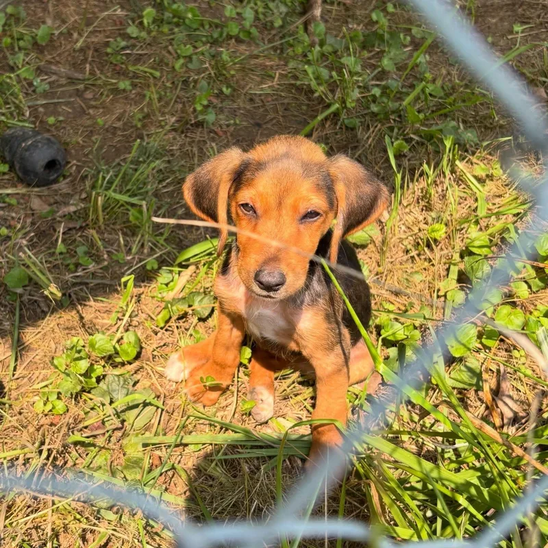 A young medium-sized female Bicolor Beagle dog named Gabby for adoption in Raleigh, NC