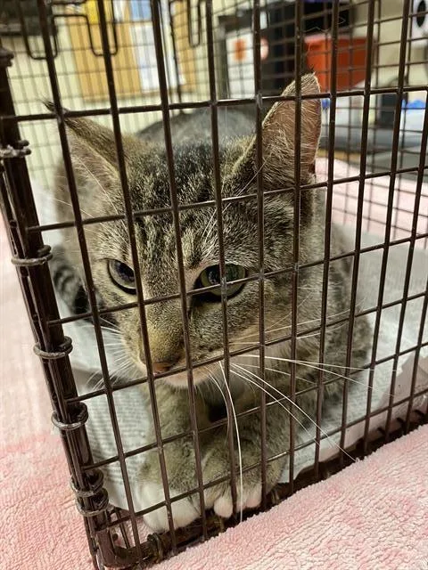 A young large-sized female Domestic Short Hair cat named A for adoption in Modesto, CA