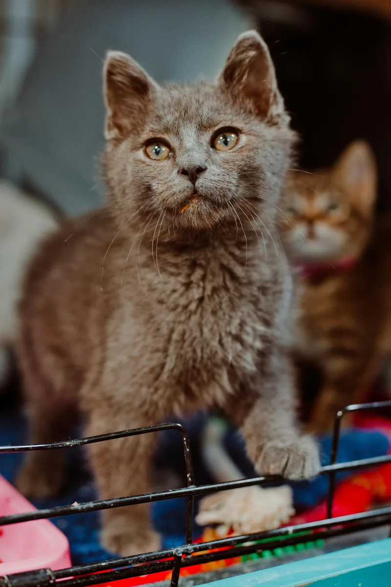 Gray Boy
