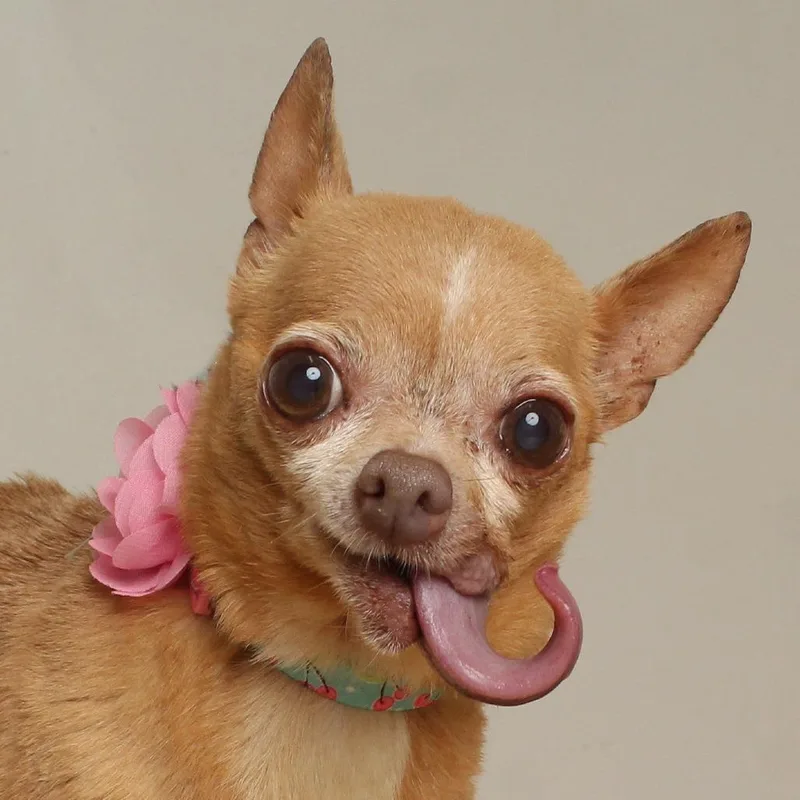 A senior small-sized female Yellow / Tan / Blond / Fawn Chihuahua dog named Princess D for adoption in Minnetonka, MN