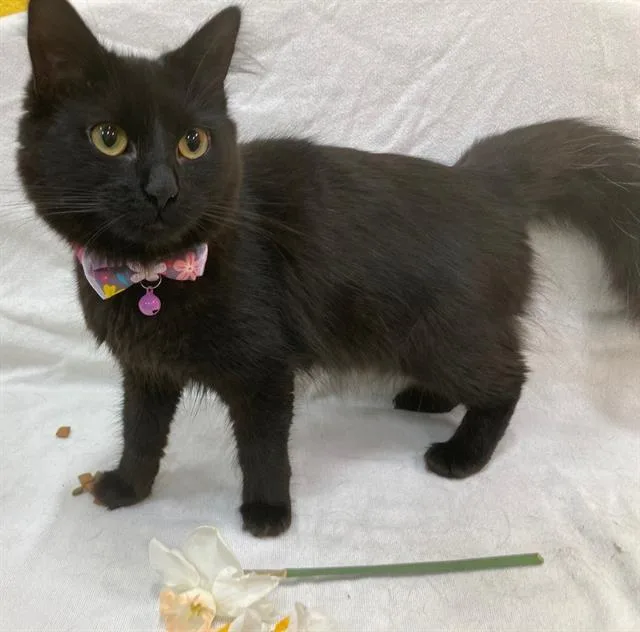 An adult small-sized female Black Domestic Medium Hair cat named Binx New for adoption in Arlington, VA