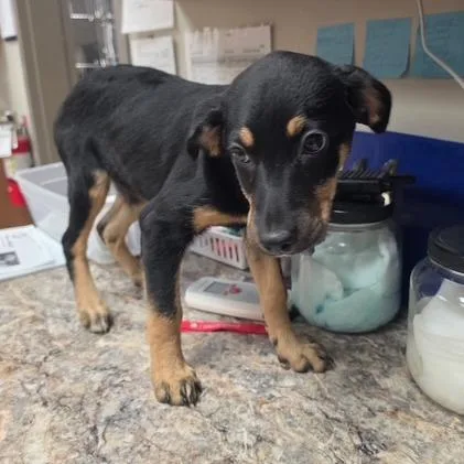 A baby small-sized male Hound dog named Rocko  U for adoption in Tupelo, MS