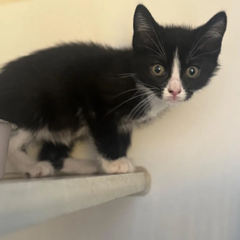 A young small-sized male Black Domestic Short Hair cat named Memphis for adoption in San Pablo, CA