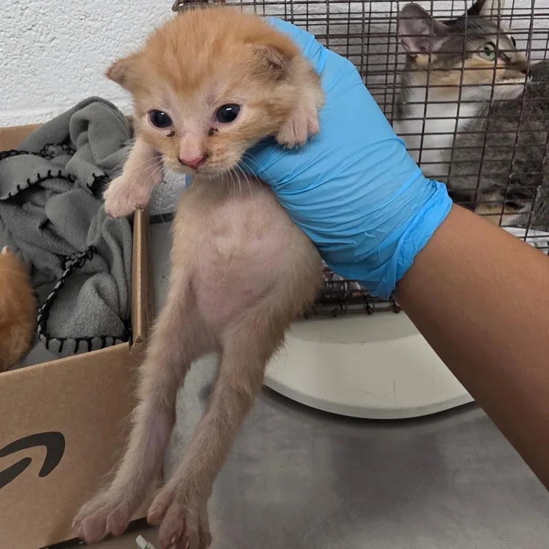 A baby small-sized female Orange / Red Domestic Short Hair cat named Aaliyah for adoption in Edinburg, TX
