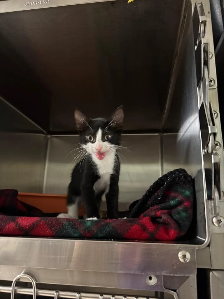 A baby small-sized male Domestic Short Hair cat named Mini Squeak for adoption in Ocala, FL