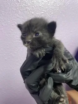 A baby small-sized male Black Domestic Medium Hair cat named 60828127 for adoption in El Paso, TX