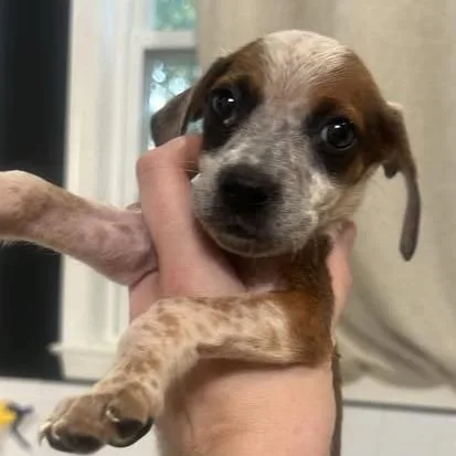 A baby small-sized female Red / Chestnut / Orange Mixed Breed dog named Kaudlyn for adoption in Fredericksburg, VA