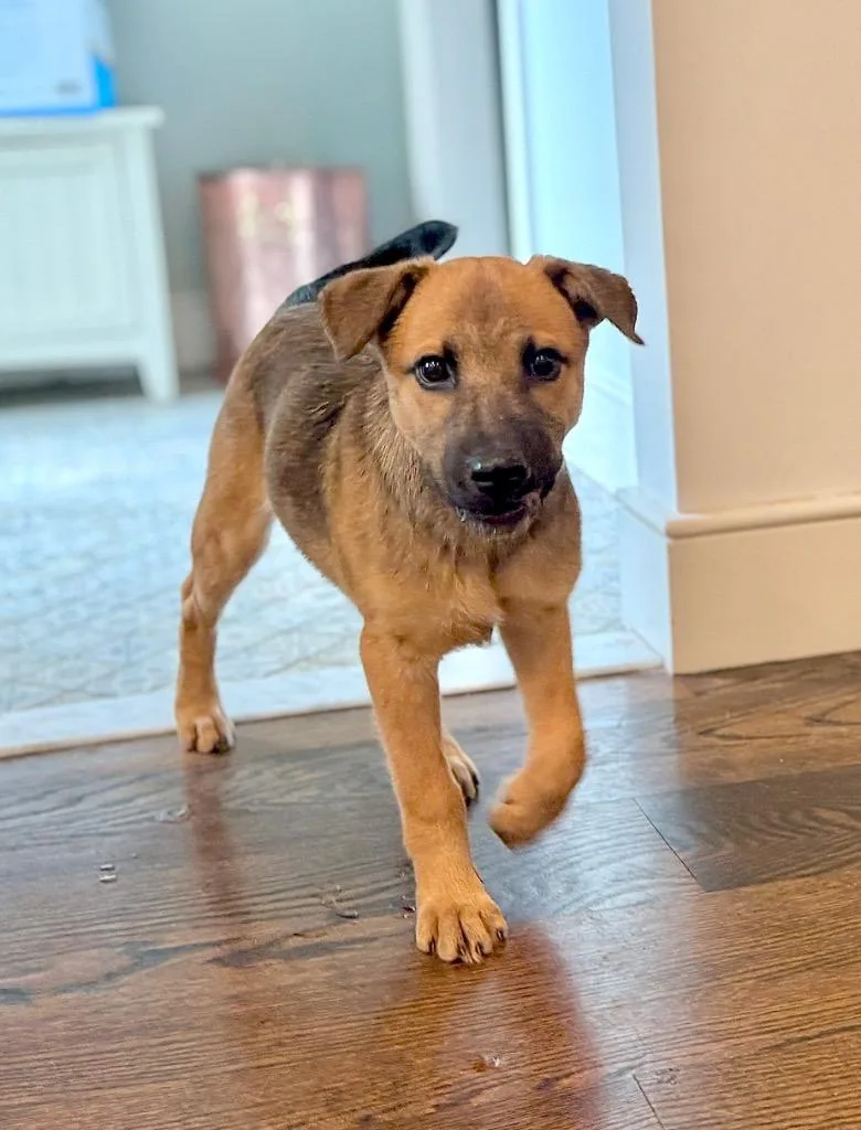 Star Puppy