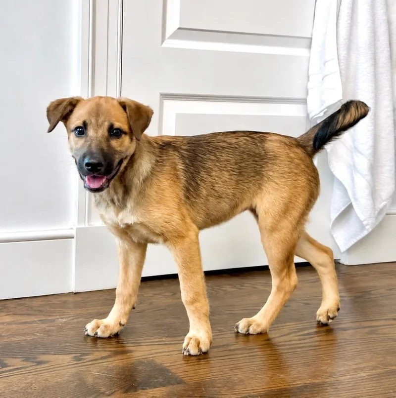 Star Puppy   thumbnail 2