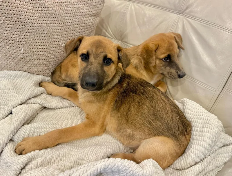 Star Puppy   thumbnail 4