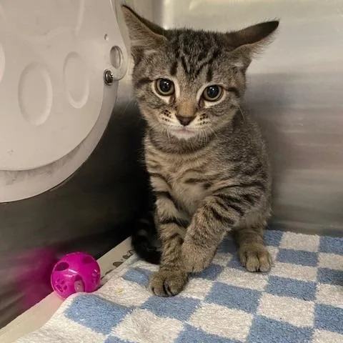 A baby small-sized male Brown / Chocolate Domestic Short Hair cat named Kip for adoption in Hawthorne, CA